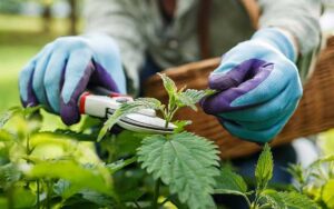 person wearing gardening gloves clipping the top of a plant